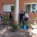 replantación zona umbria