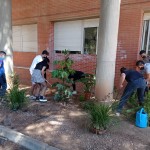 replantación zona umbría